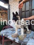 americka akita 03