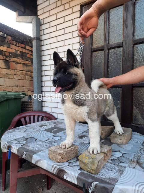americka akita 03