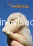 viber_image_2025-07-03_12-07-47-704