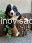 3    bernski planinski pas  T0725