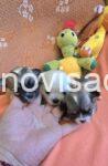 2 mini civava B0725