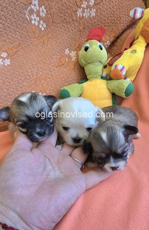 2  mini civava  B0725