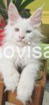 3  maine coon  0725