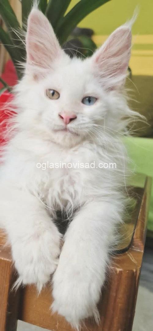 3  maine coon  0725