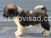 americka akita 04m