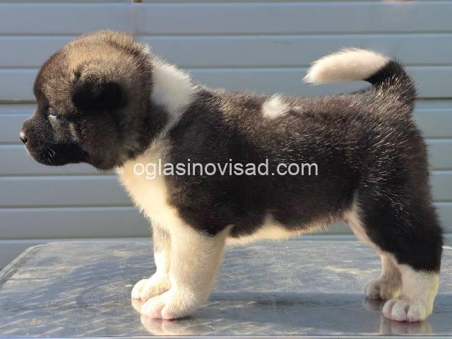 americka akita 04m