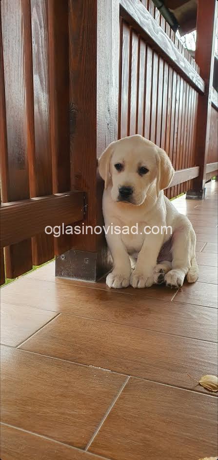 5   labrador   ZS0725