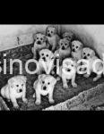 2   labrador   ZS0725