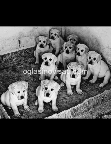 2   labrador   ZS0725