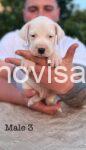 2  argentinska doga  VN0725