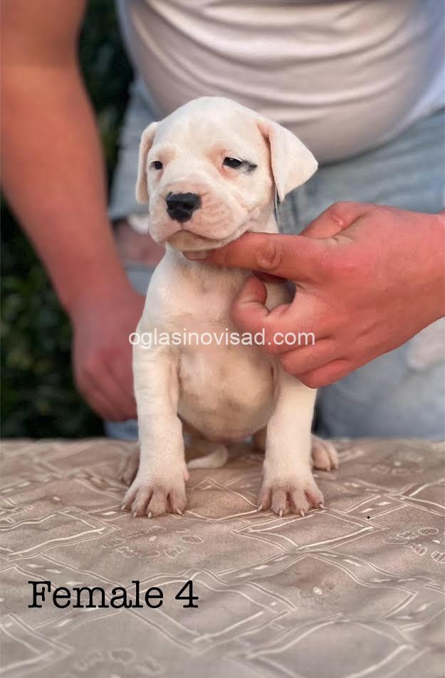 5  argentinska doga  VN0725