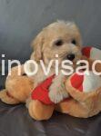 2maltipoo