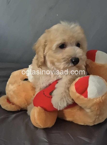 2maltipoo