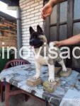 americka akita 04