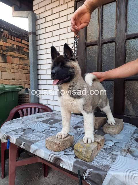 americka akita 04