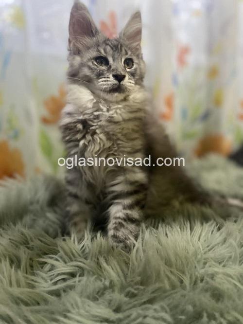 4  maine coon  0725