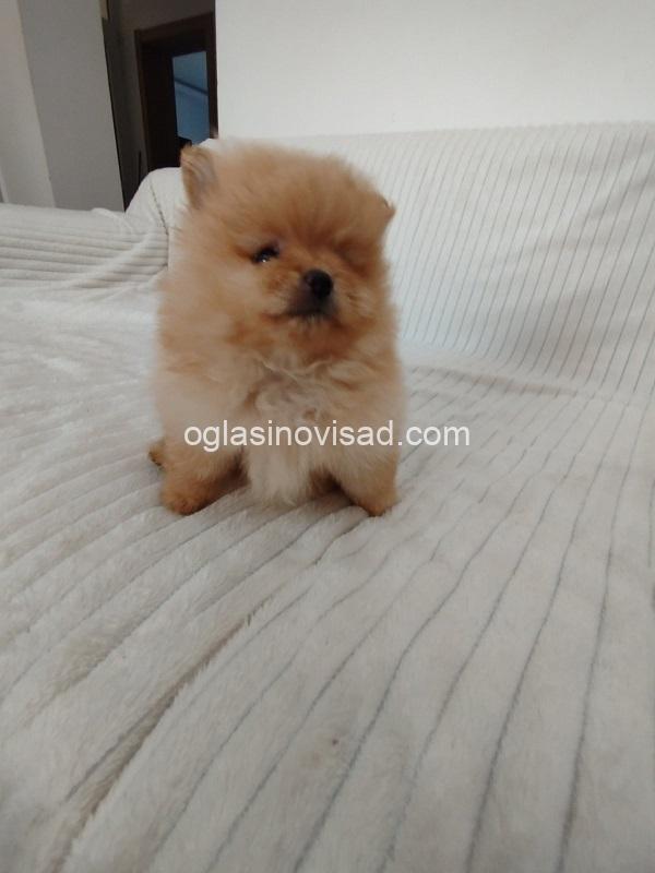 1  pomeranac  MJ0725