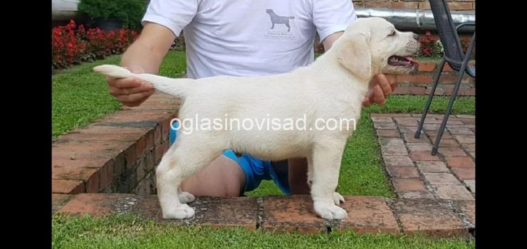 4   labrador   ZS0725