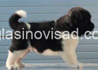 americka akita 03m