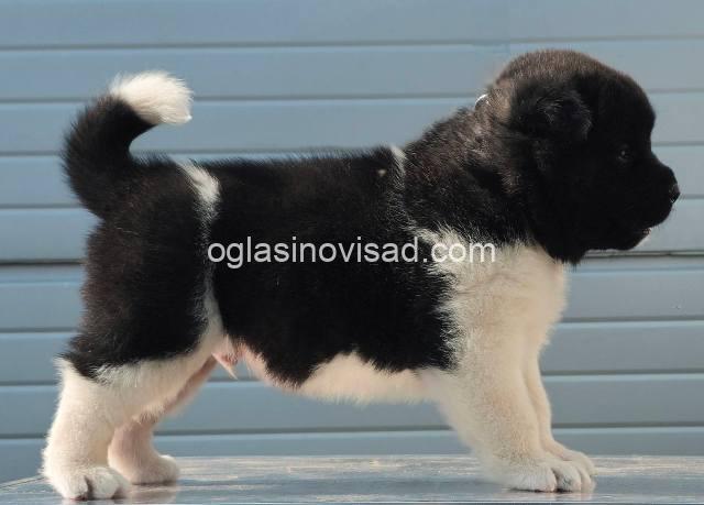 americka akita 03m
