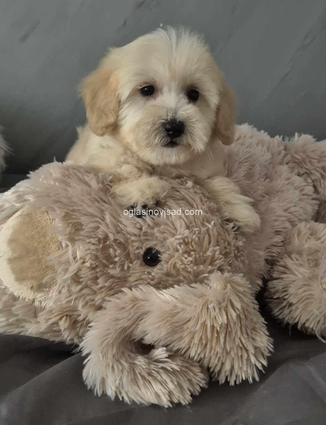5maltipoo