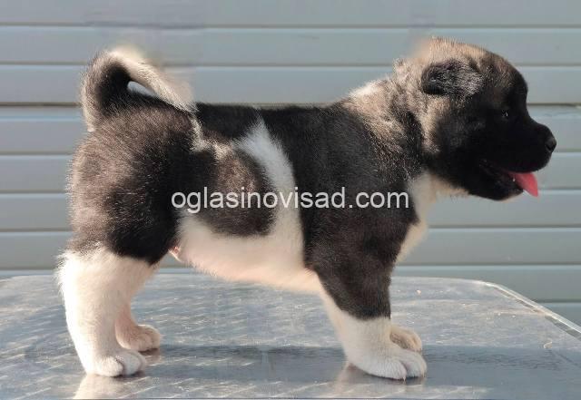 americka akita 05m