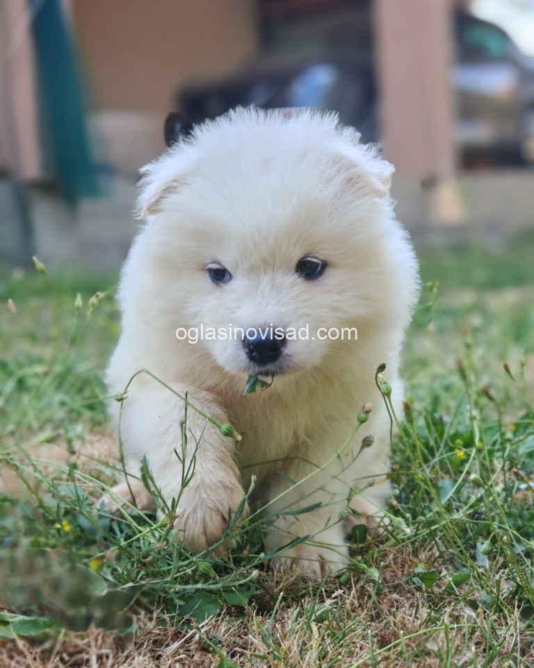 samojed1