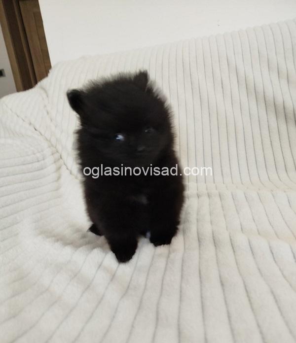 4  pomeranac  MJ0725