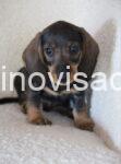 jaz2