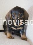 jaz3