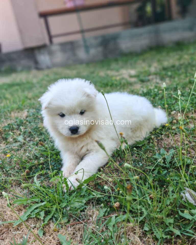 samojed4
