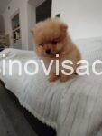 2 pomeranac MJ0725