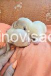 4  mini civava  B0725