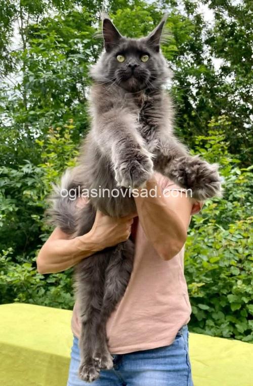 2  maine coon  0725
