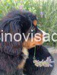 2    bernski planinski pas  T0725