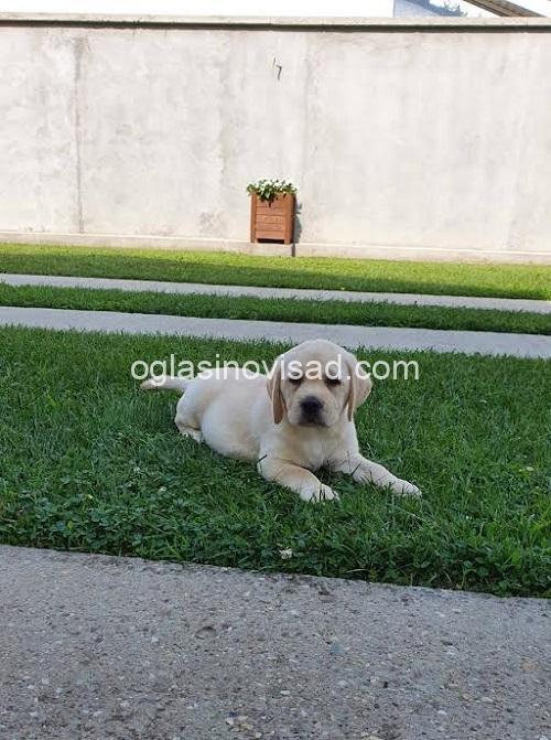 1   labrador   ZS0725