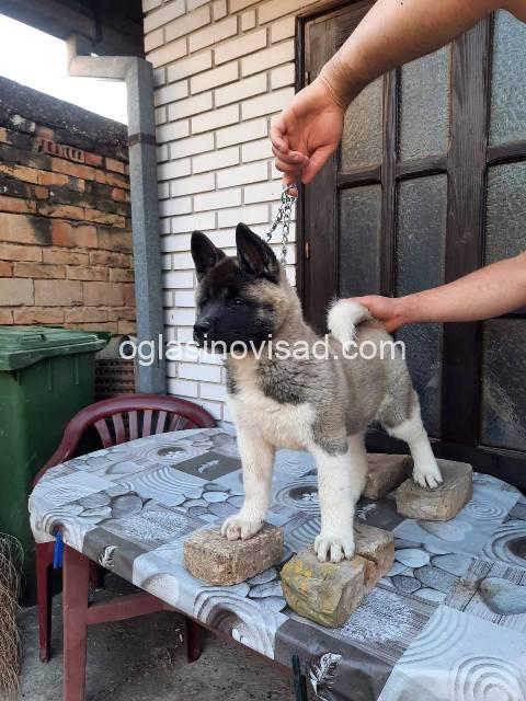 americka akita 01