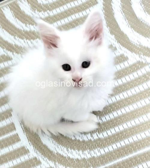 6  maine coon  0725