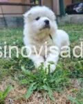 samojed2
