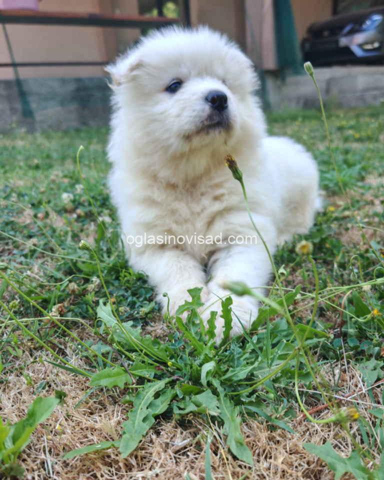 samojed2