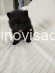 3 pomeranac MJ0725