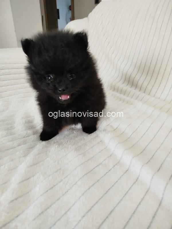 3  pomeranac  MJ0725