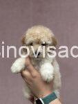 viber_image_2025-06-19_13-24-27-524