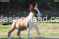 viber_image_2025-07-25_11-24-54-632