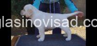 3 labrador ZS0725