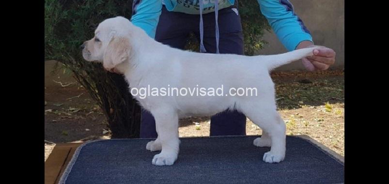 3  labrador   ZS0725