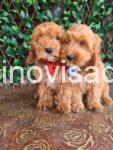 viber_image_2025-07-11_20-06-16-365-768x1024