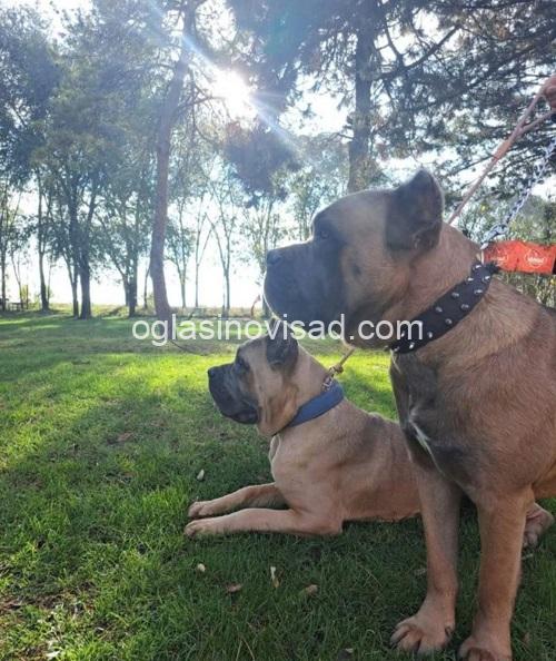 5 cane corso   TS0825