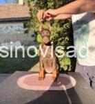3  doberman  CL0825