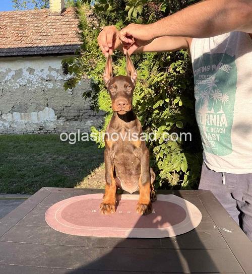 3  doberman  CL0825